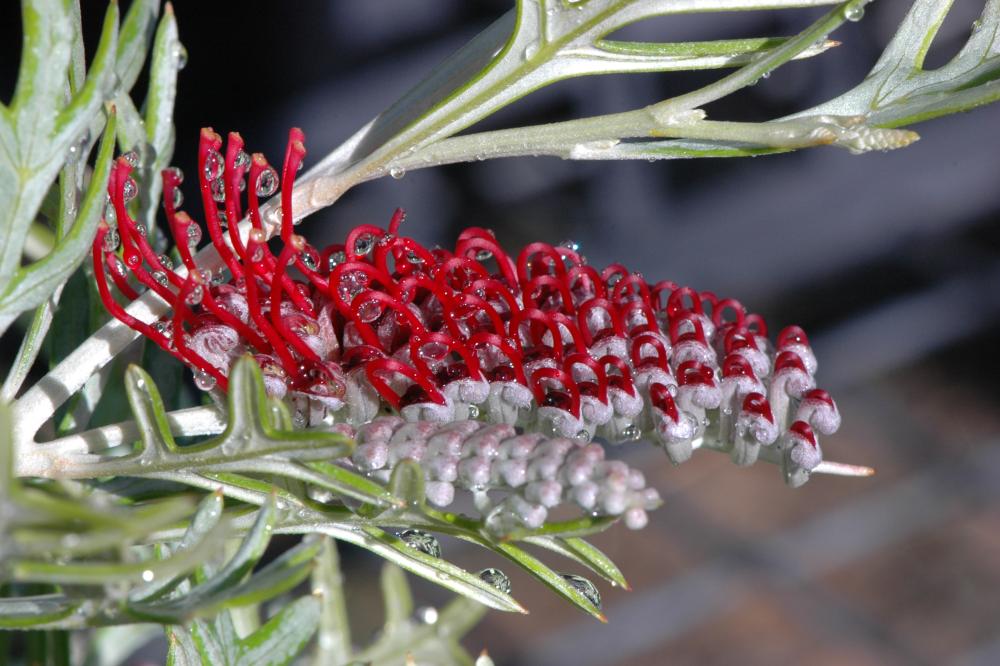 Red Coral grevillea flower