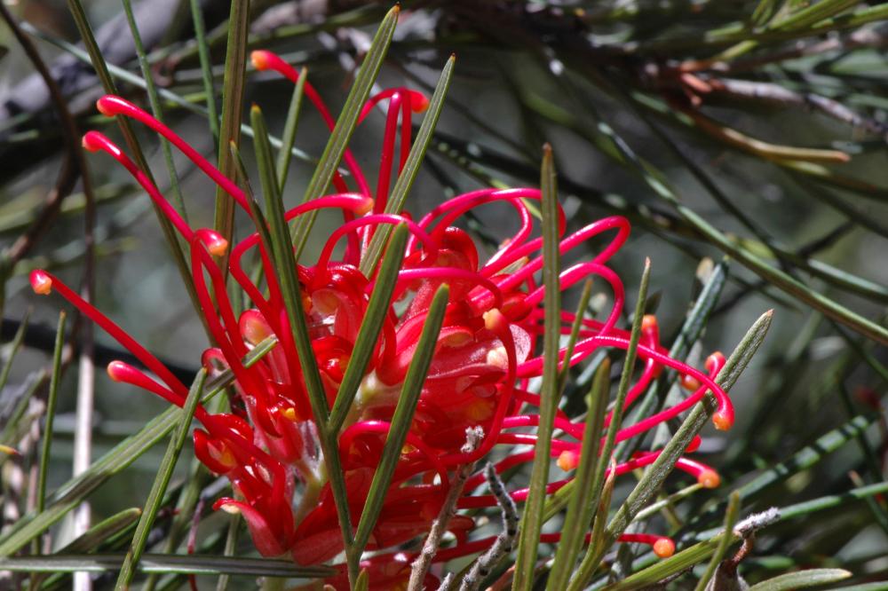 Ruby Dream grevillea flower