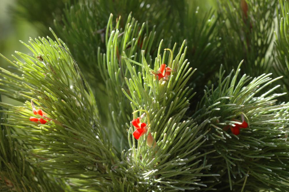 Adenanthos sericeus commonly known as the Woolly Bush