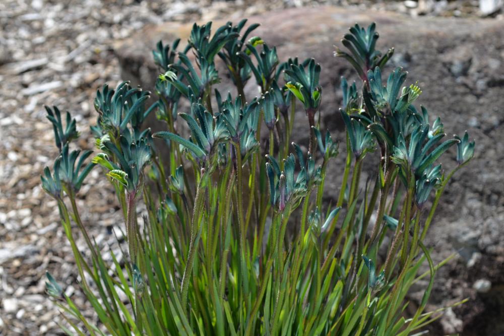 Cocktail kangaroo paw flowers