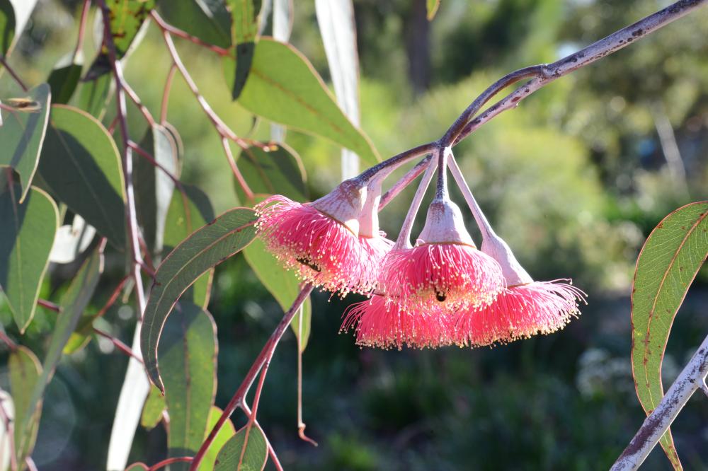 Eucalyptus caesia subsp. Magna commonly known as Silver Princess