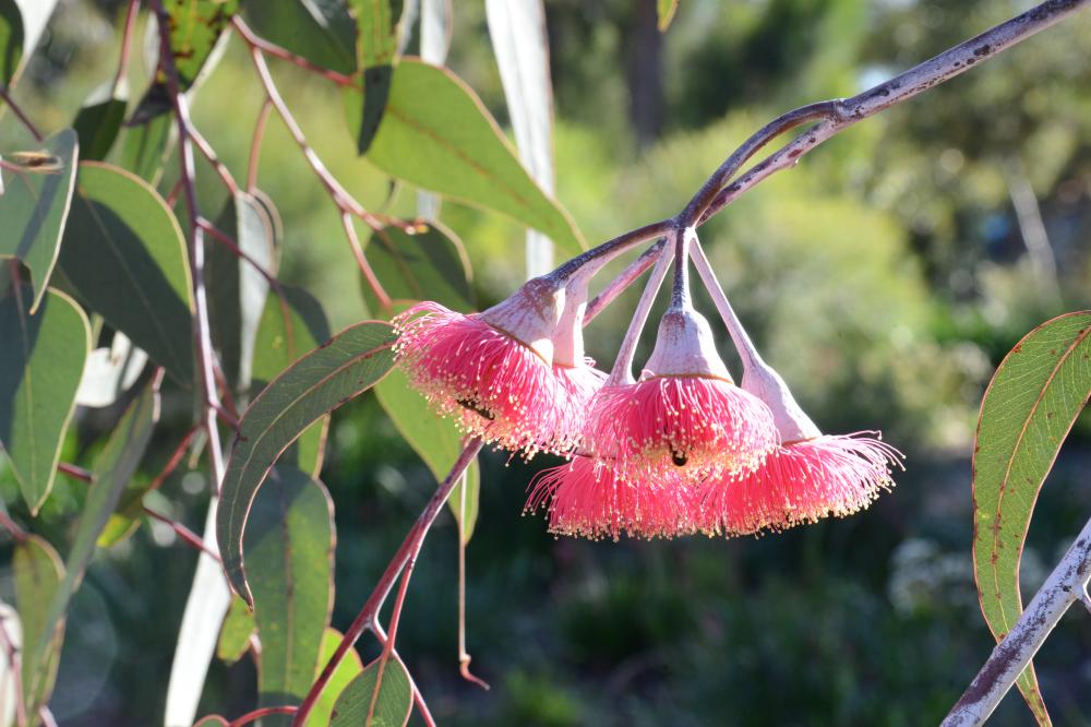 Eucalyptus caesia subsp. Magna commonly known as Silver Princess