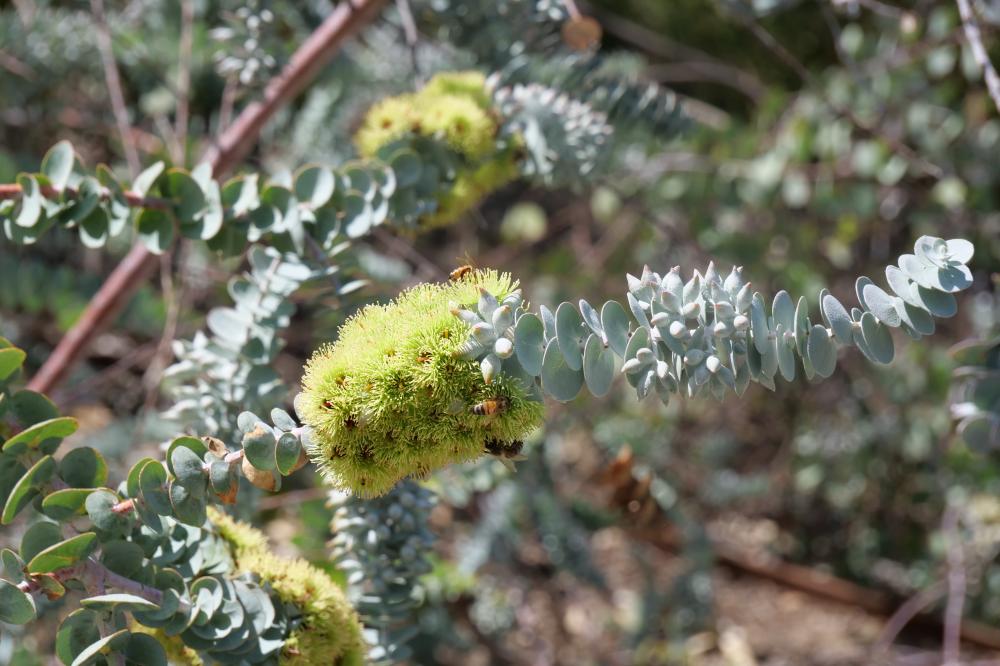 Eucalyptus kruseana commonly known as Bookleaf Mallee