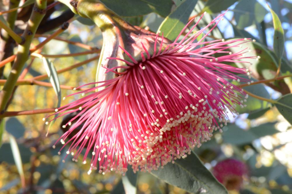 Eucalyptus pyriformis commonly known as the Pear-fruited Mallee