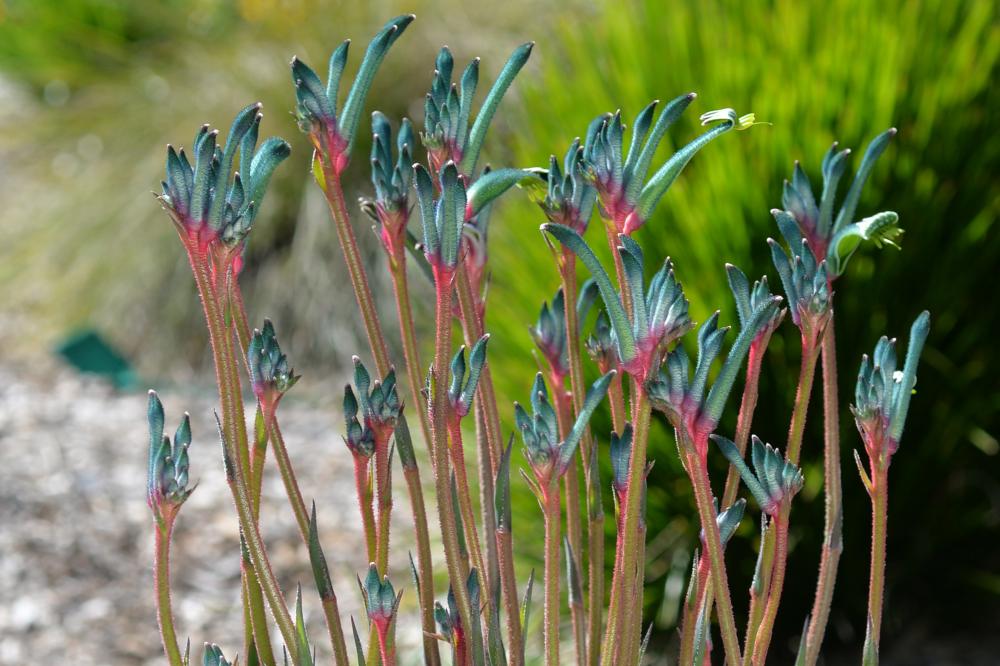 Fireworks Kangaroo Paw flowers