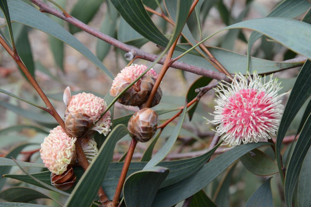 Hakea laurina commonly known as the Pincushion Hakea