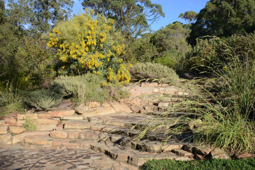 Acacia steps at the Acacia Garden