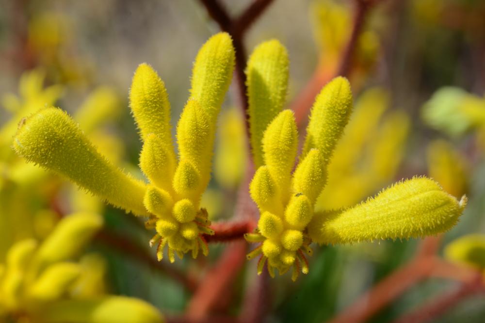 Anigozanthos pulcherrimus, commonly known as the Yellow Kangaroo Paw