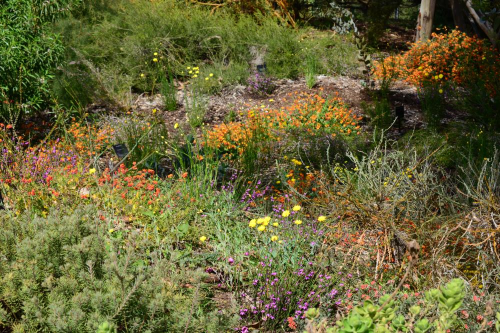 Conservation Garden in bloom