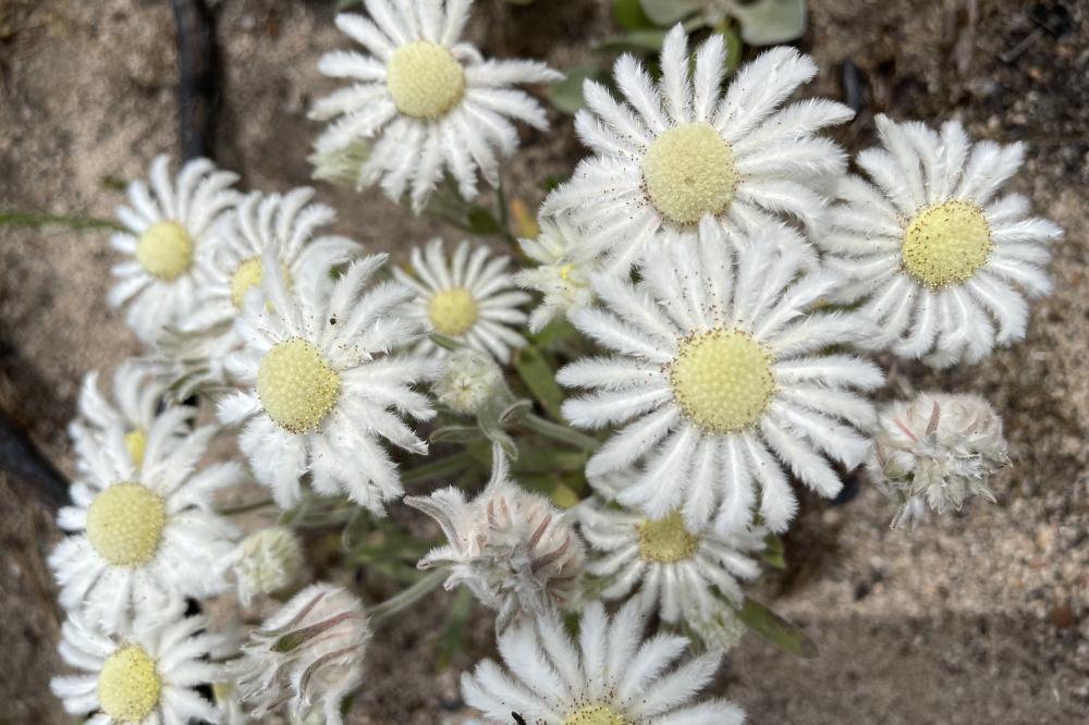 A cluster of white flannel flowers.