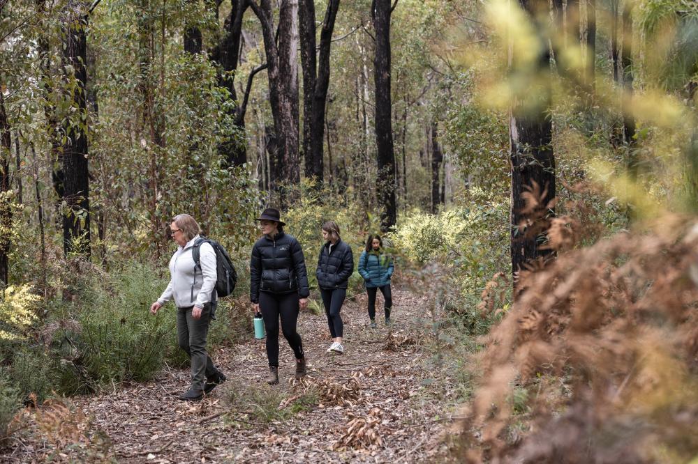 Forest Therapy from Mindful in Nature; bringing people back to nature