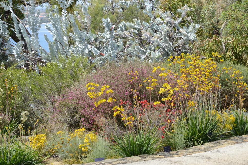 Northern Sandplains Garden at Roe Gardens