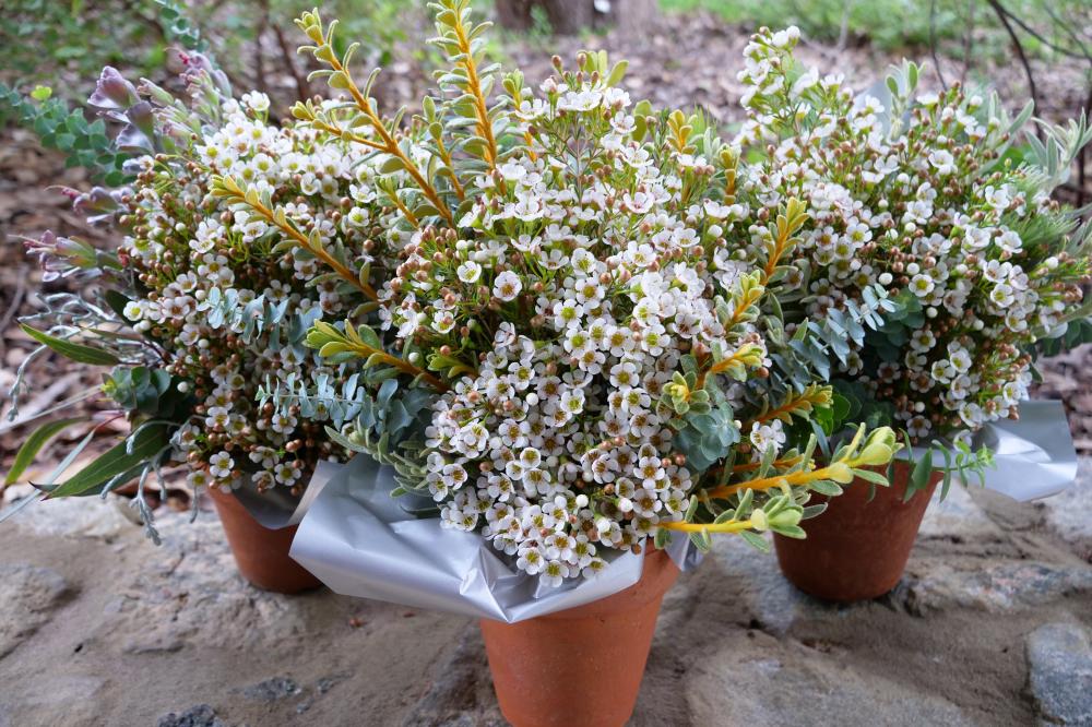 Arrangements of Kings Park's 'Morning Delight' wax flower.