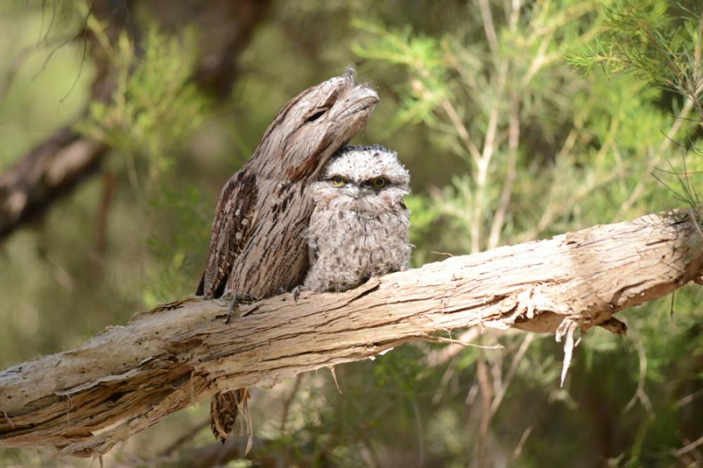 Tawny and the Bushfire education program