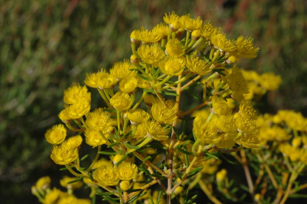 Verticordia chrysantha