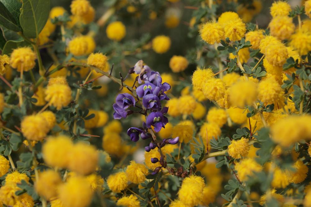 Hardenbergia and Acacia pulchella flowers in bloom.