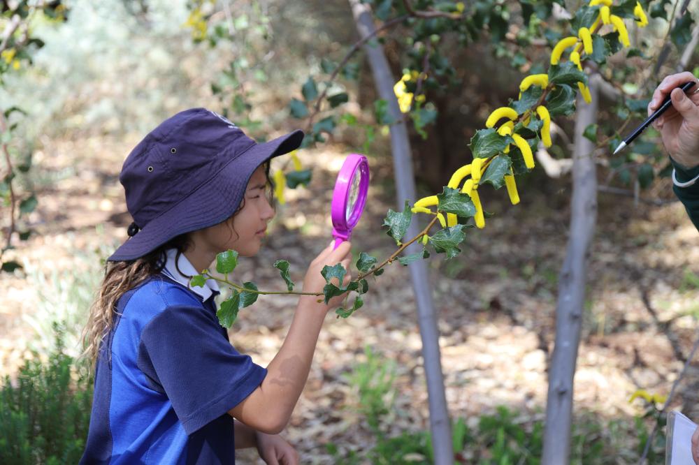 Student examining a wattle with a magnifying glass.