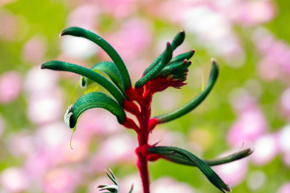 Anigozanthos manglesii - red and green kangaroo paw