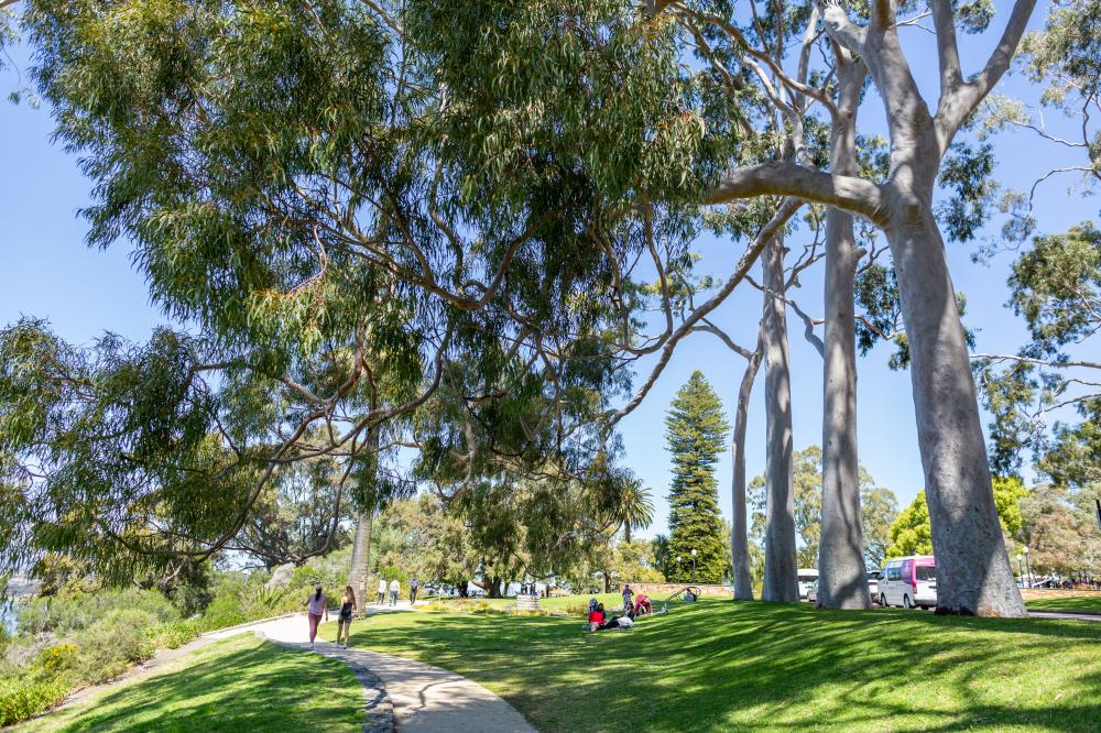 Fraser Avenue lined by lemon-scented gums