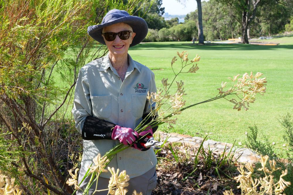 Garden carer deadheading kangaroo paws.