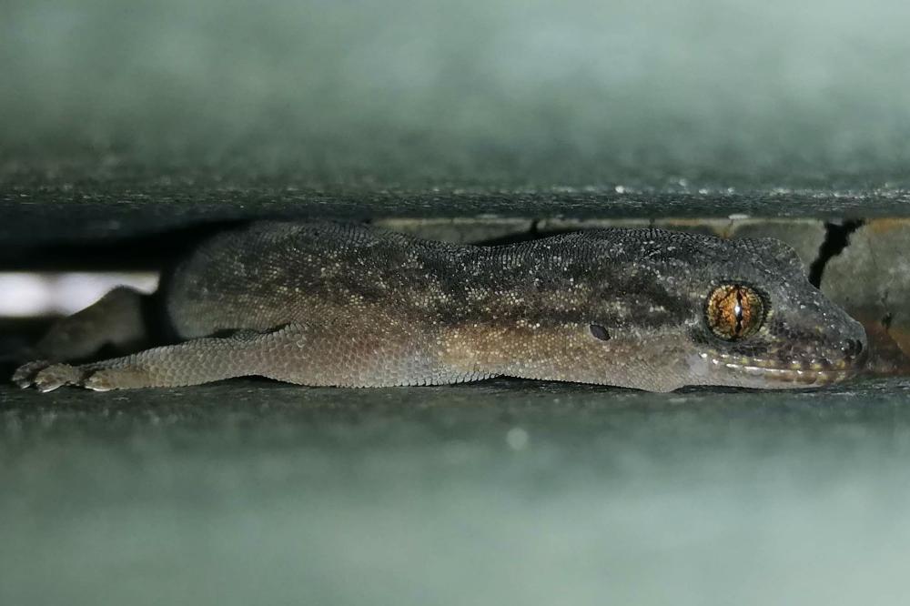 Close up of a gecko.