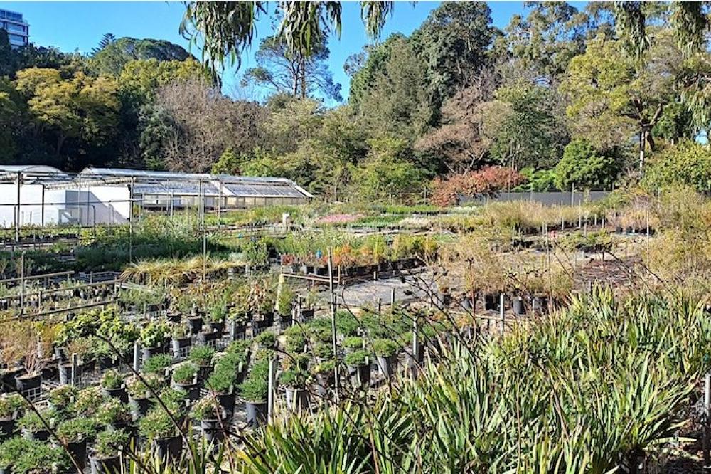 View of plants in Kings Park Nursery.