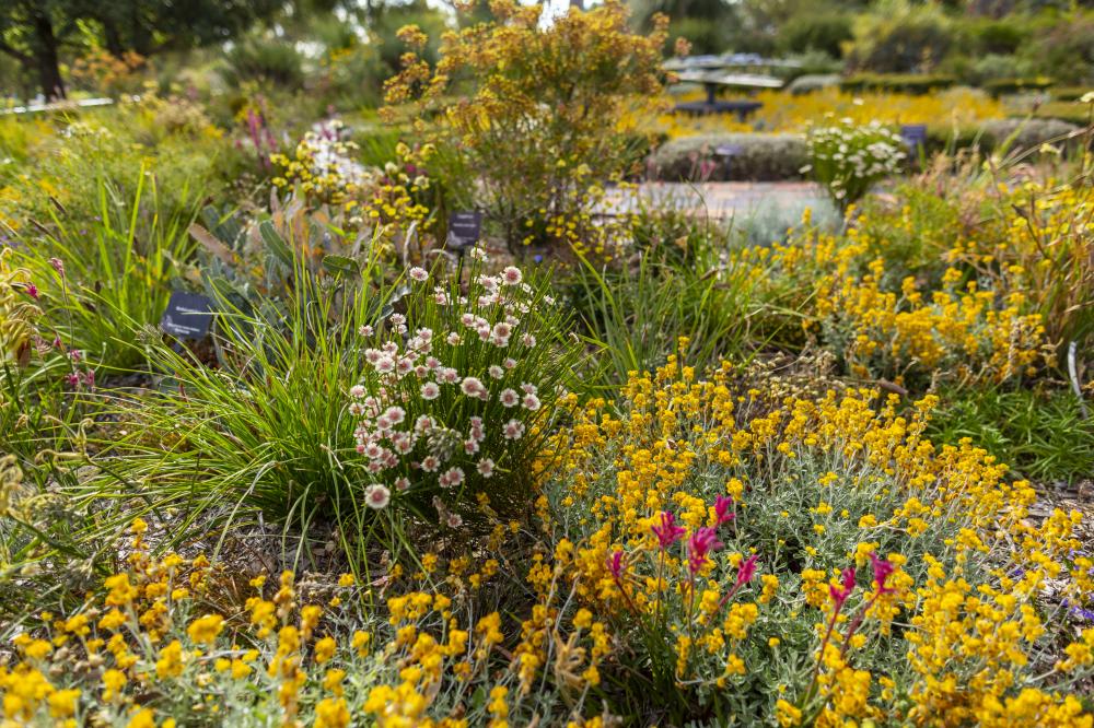 Western Australian wildflowers