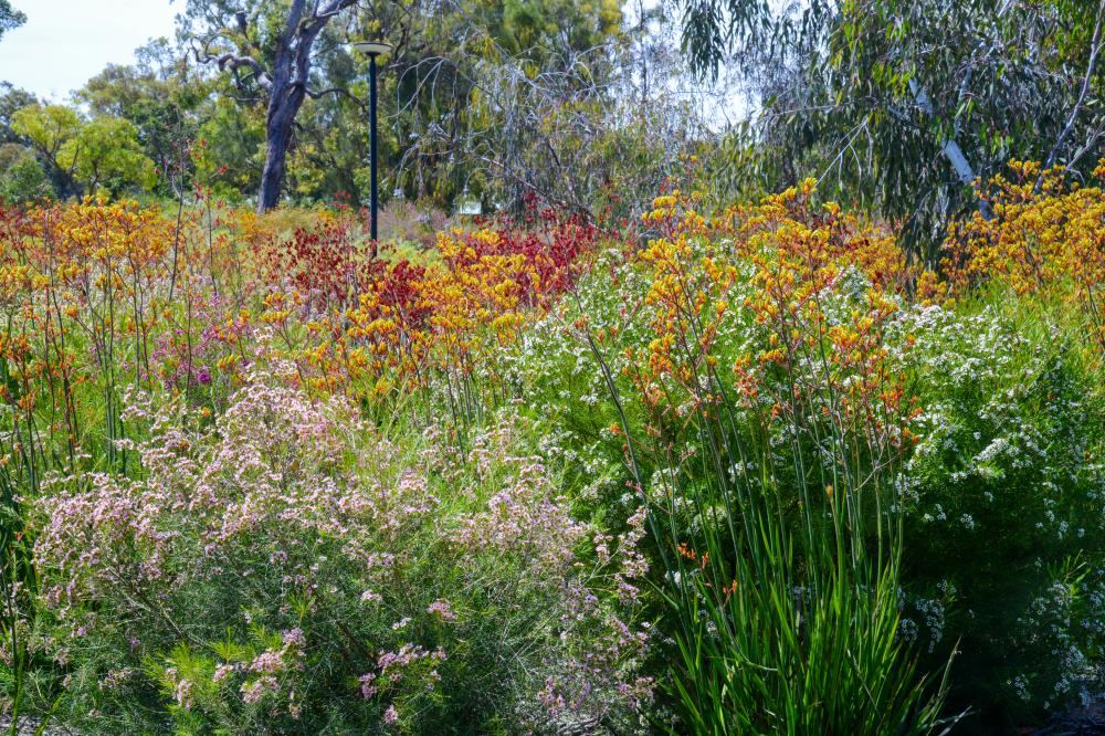 Red and yellow kangaroo paws in a garden bed.