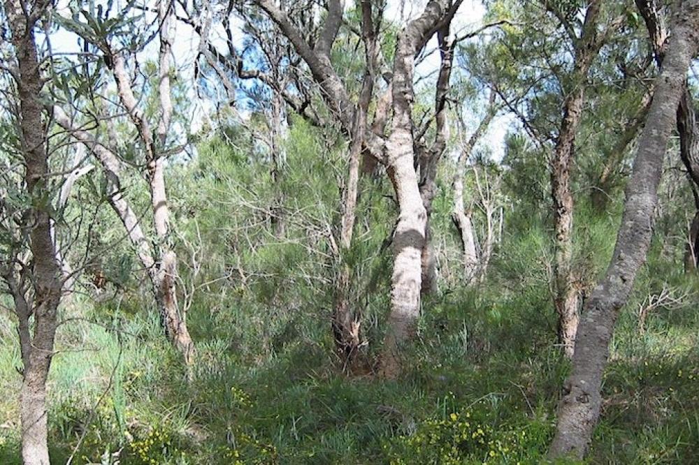 Bushland scene.