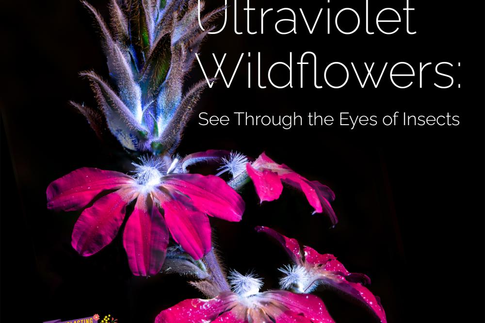Ultraviolent wildflowers