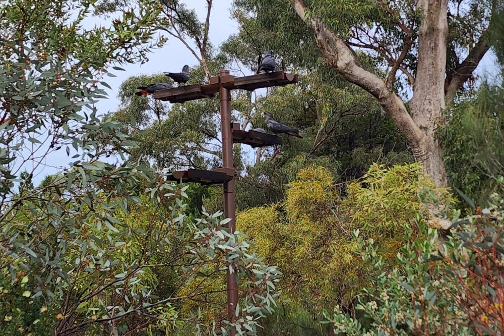 Cockatoos enjoying a bird waterer in Kings Park.