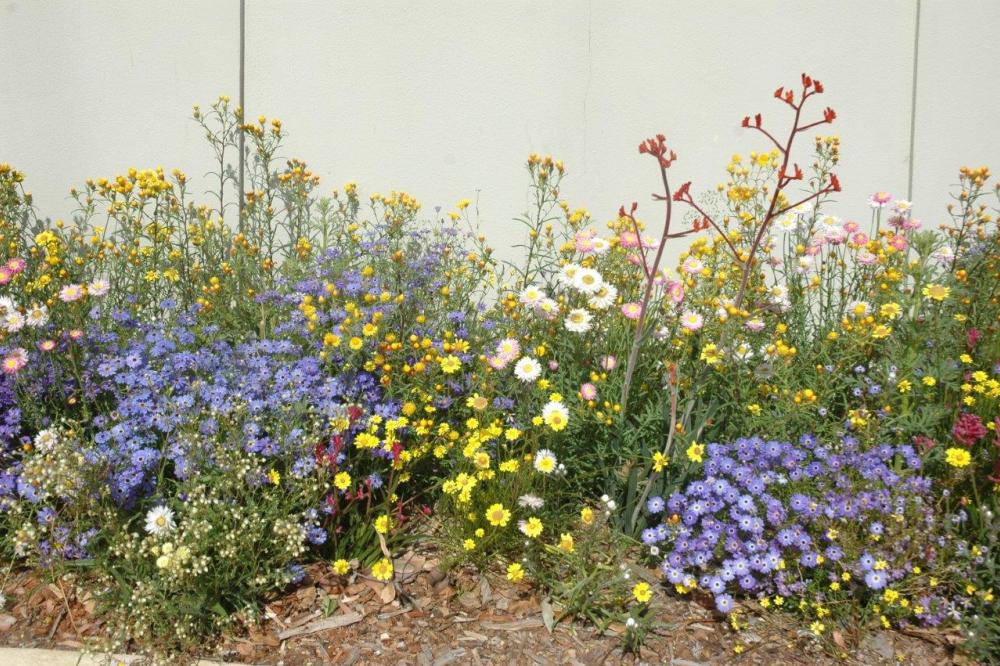 A garden bed of annuals in flower.