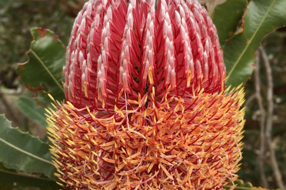 Banksia