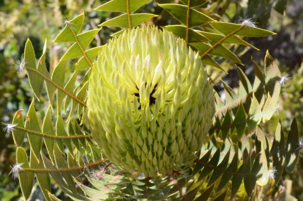 Banksia baxteri