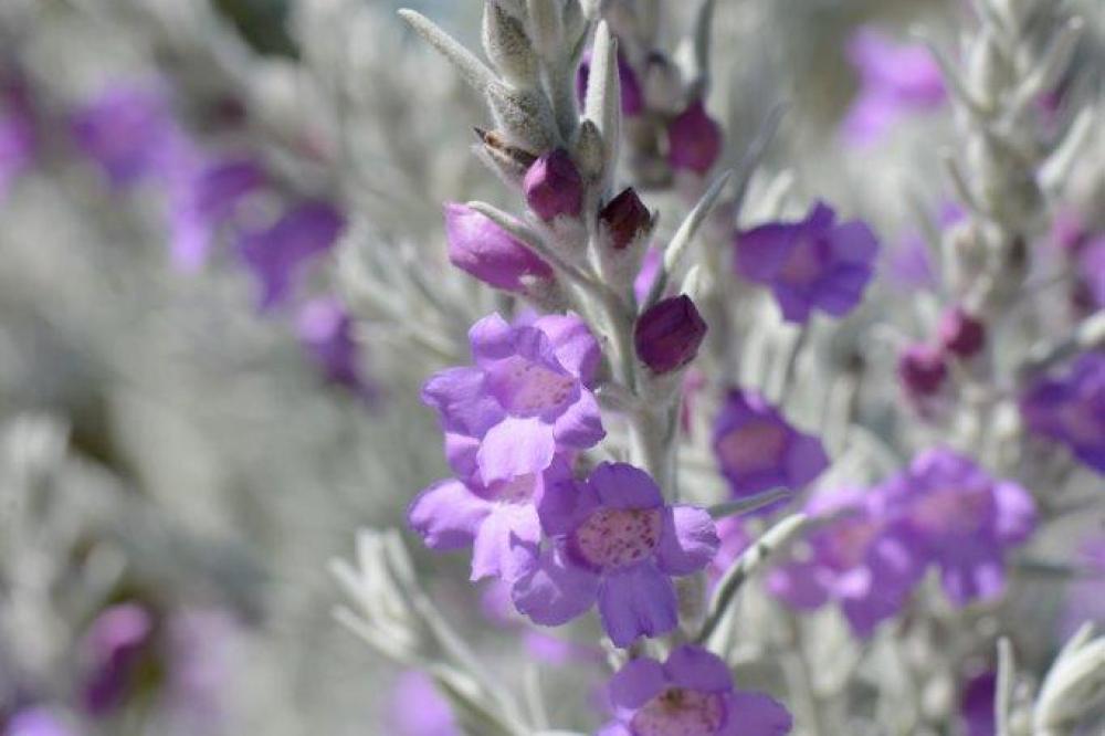 Eremophila nivea - Dave Blumer