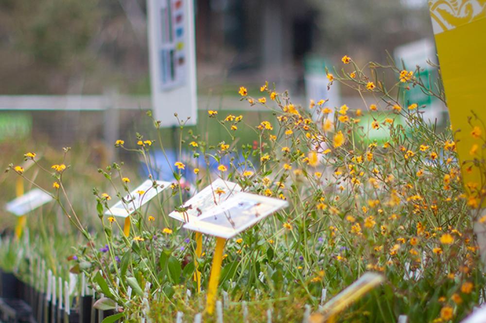 Friends of Kings Park Plant Sales