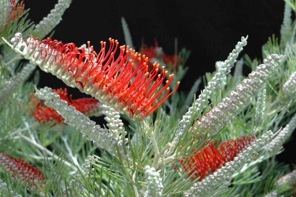 Grevillea Scarlet Moon