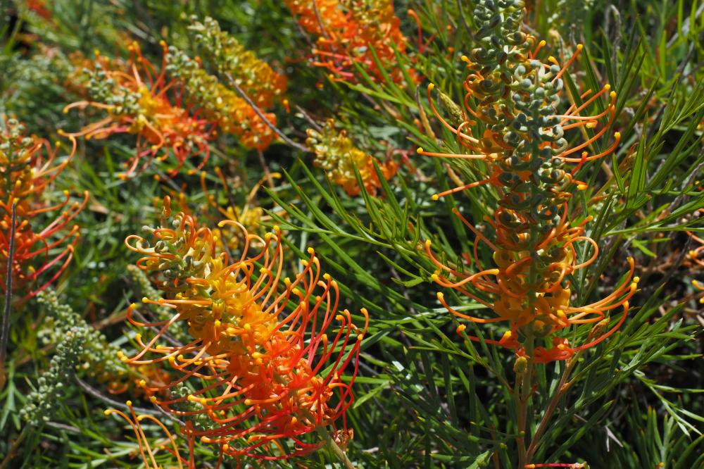Grevillea Tangerine Dream
