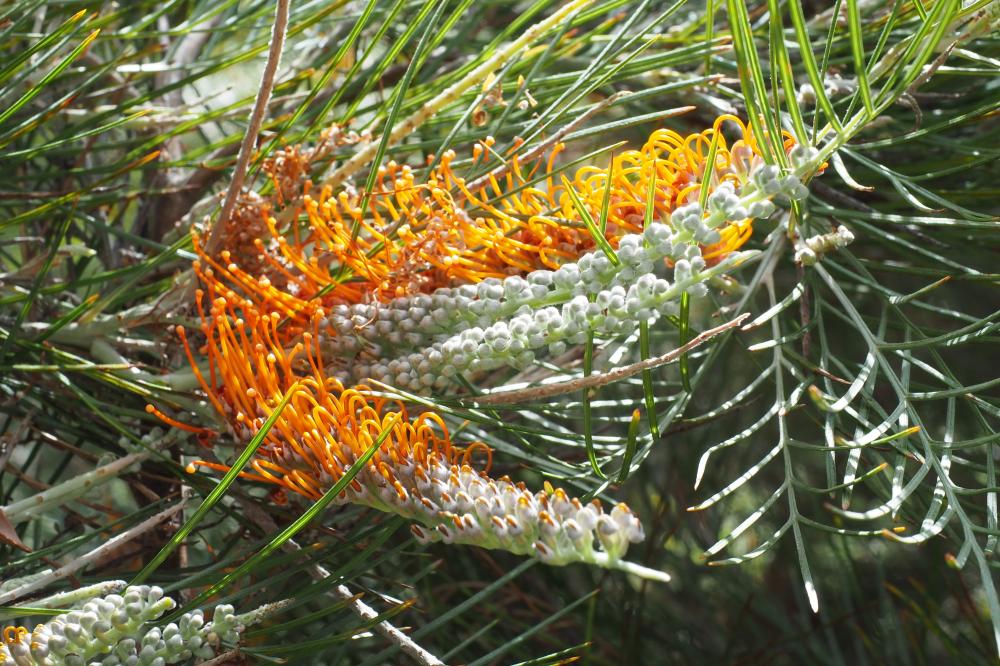 Grevillea Torchlight