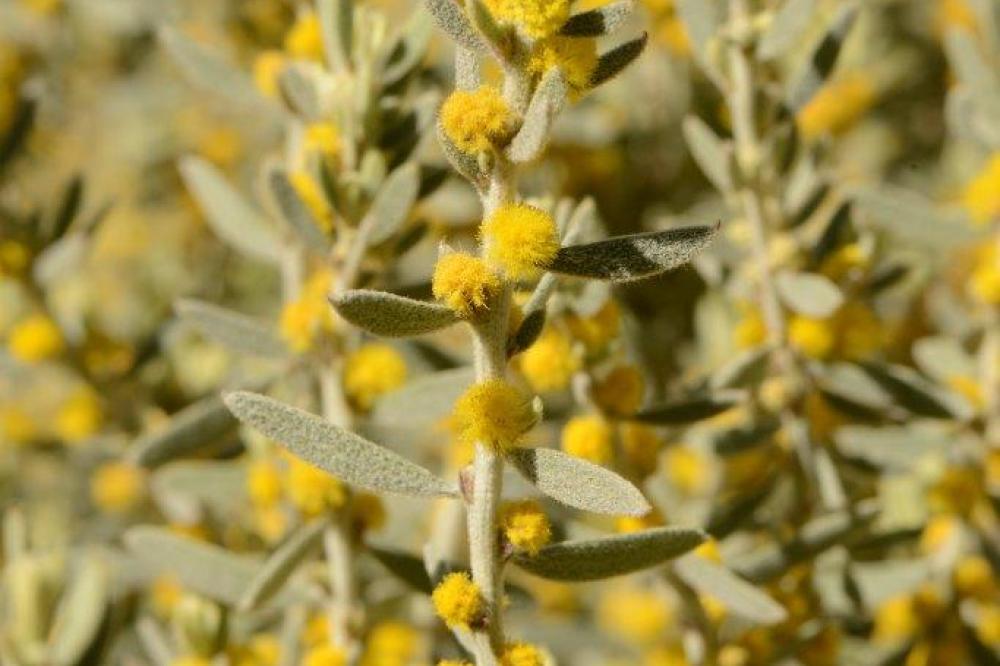 Acacia lanuginophylla 