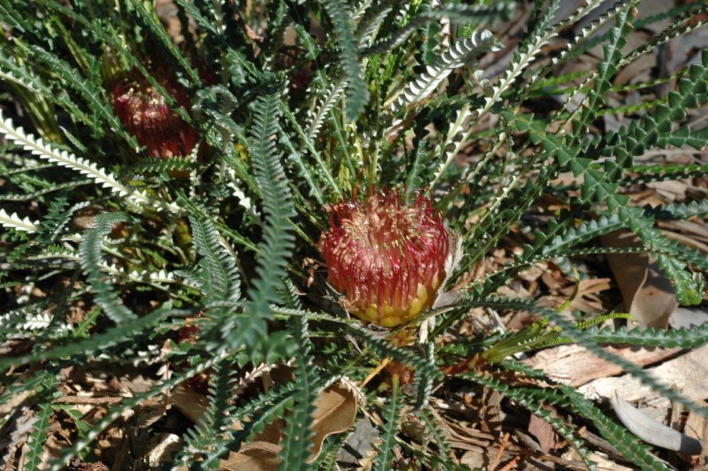 Banksia nivea