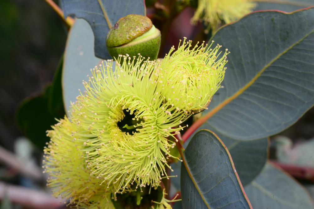 Eucalyptus preissiana