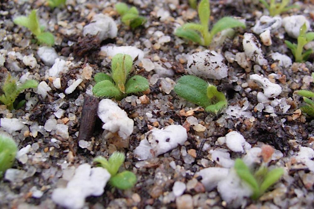 Natives from Seed