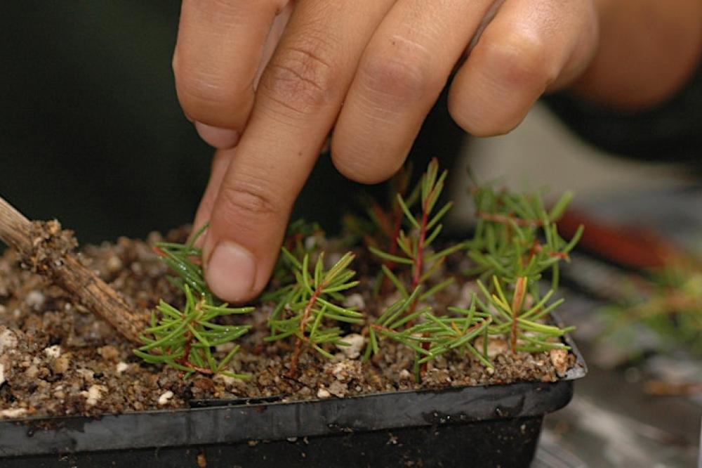 Plants from Plants - Propagation Workshop
