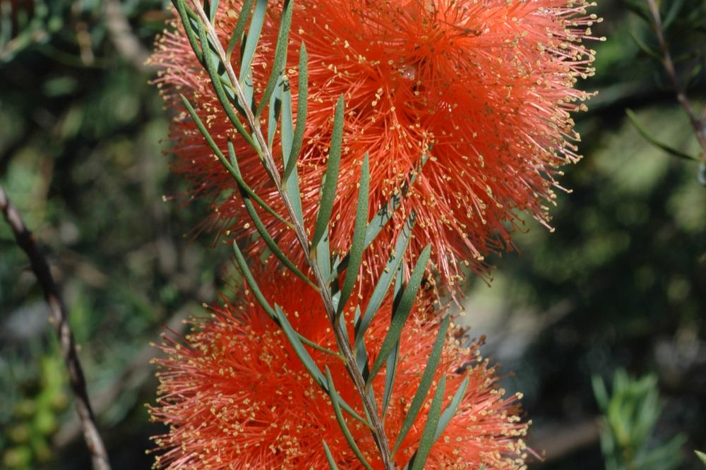 Melaleuca fulgens Apricot