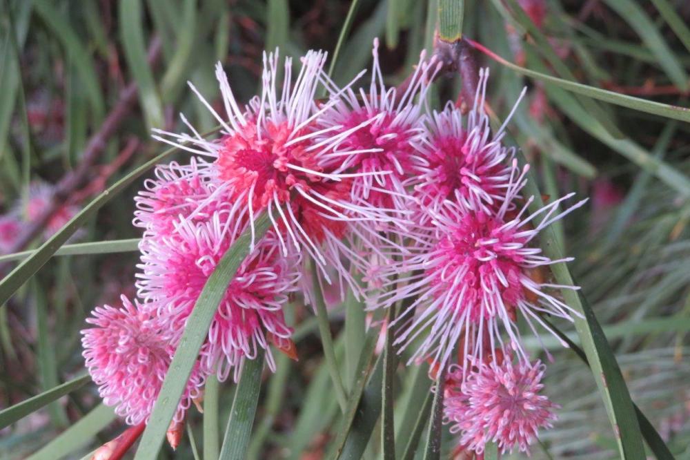 Hakea multilineata 