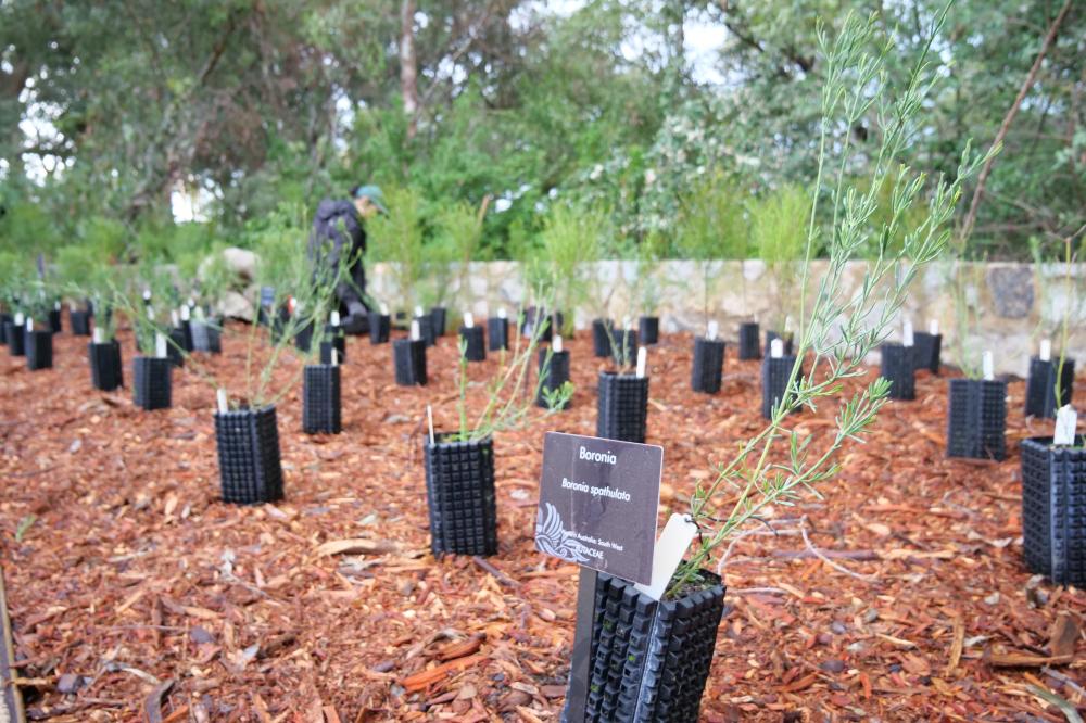 boronia 