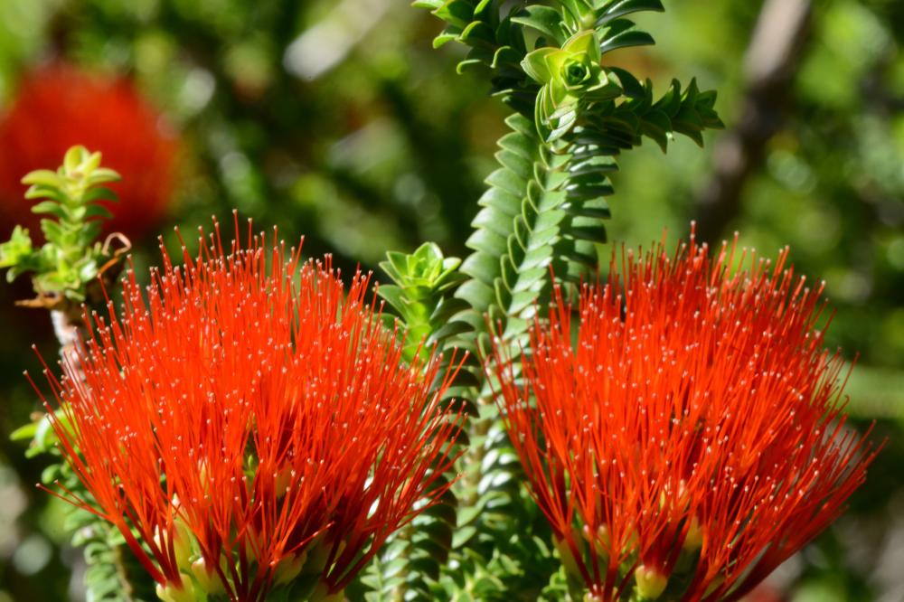 Beaufortia aestiva
