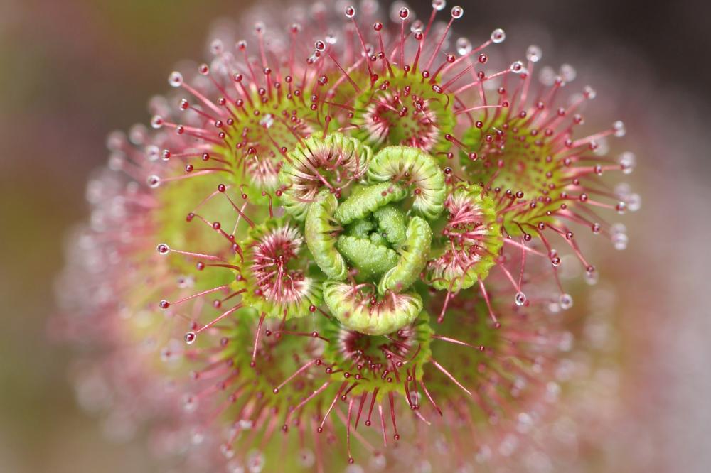 Drosera sp. captured by Basilia Staltari