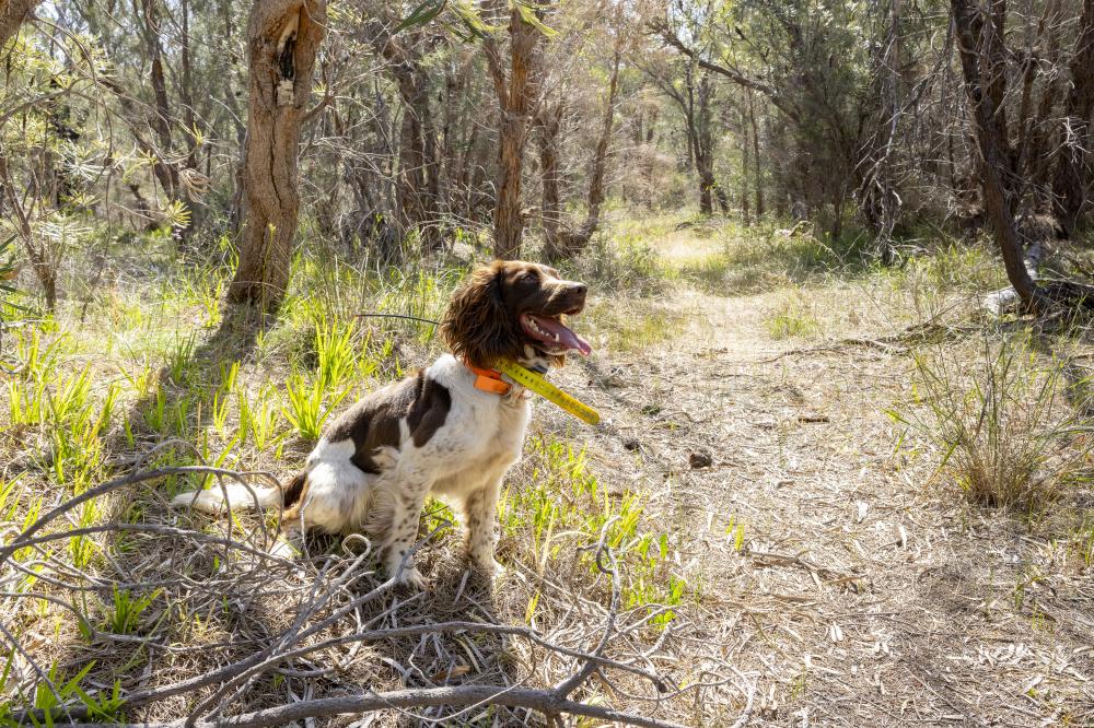 Alice, DBCA dieback detector dog, in the Kings Park Bushland